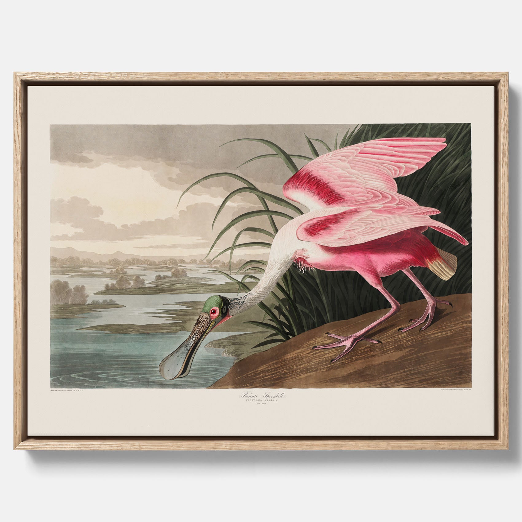 Canvastavla med en Rosenskedstork poster – Vintageposter med fågel