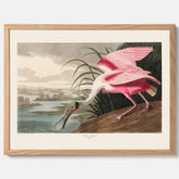 Tavla med en Rosenskedstork poster – Vintageposter med fågel