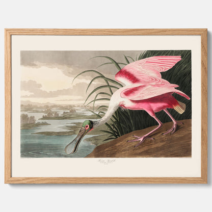 Tavla med en Rosenskedstork poster – Vintageposter med fågel