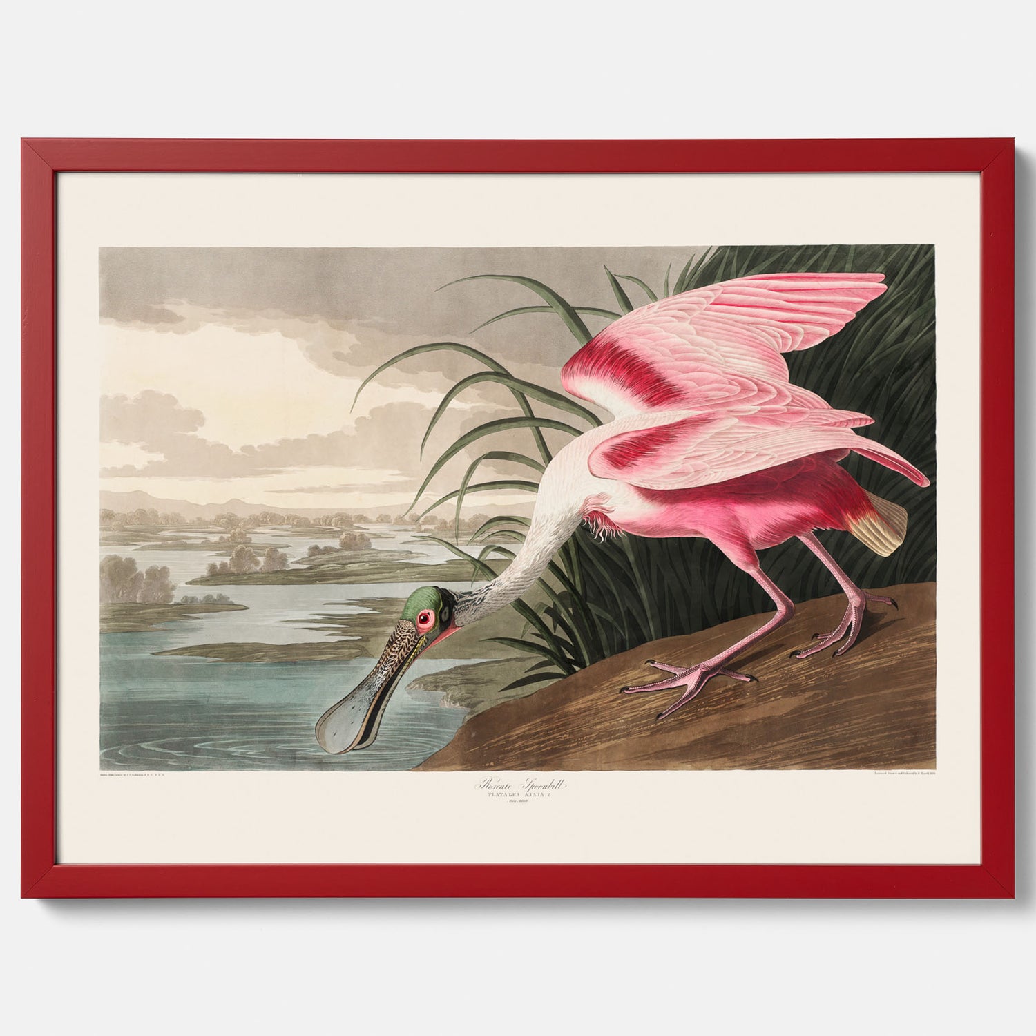 Tavla med en Rosenskedstork poster – Vintageposter med fågel