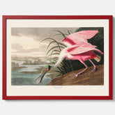 Tavla med en Rosenskedstork poster – Vintageposter med fågel