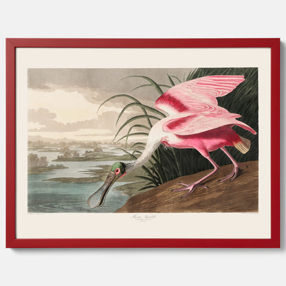 Tavla med en Rosenskedstork poster – Vintageposter med fågel
