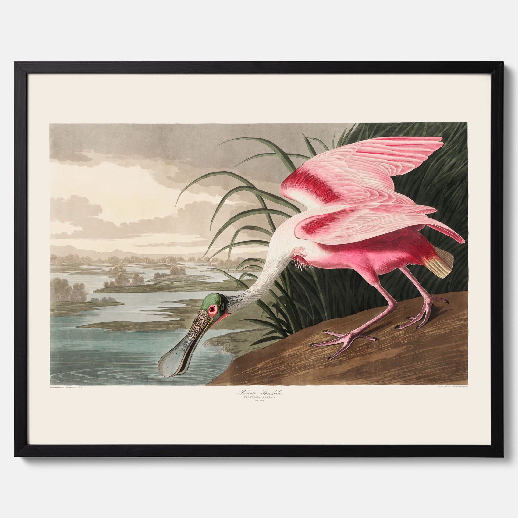 Tavla med en Rosenskedstork poster – Vintageposter med fågel