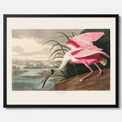 Tavla med en Rosenskedstork poster – Vintageposter med fågel