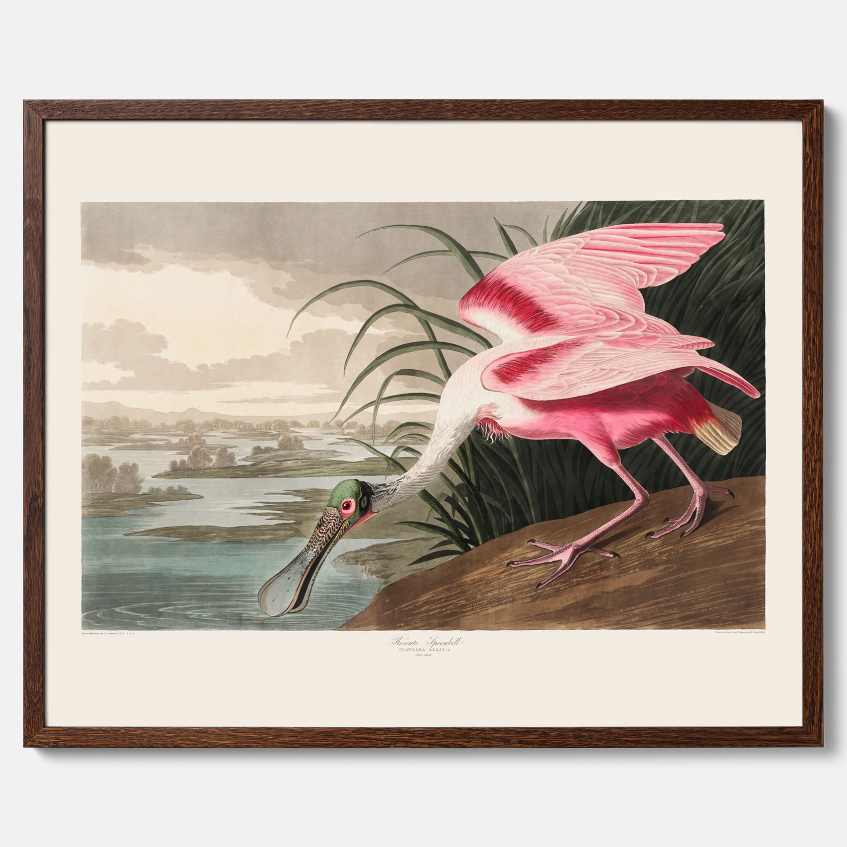Tavla med en Rosenskedstork poster – Vintageposter med fågel