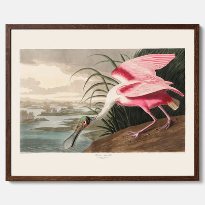 Tavla med en Rosenskedstork poster – Vintageposter med fågel