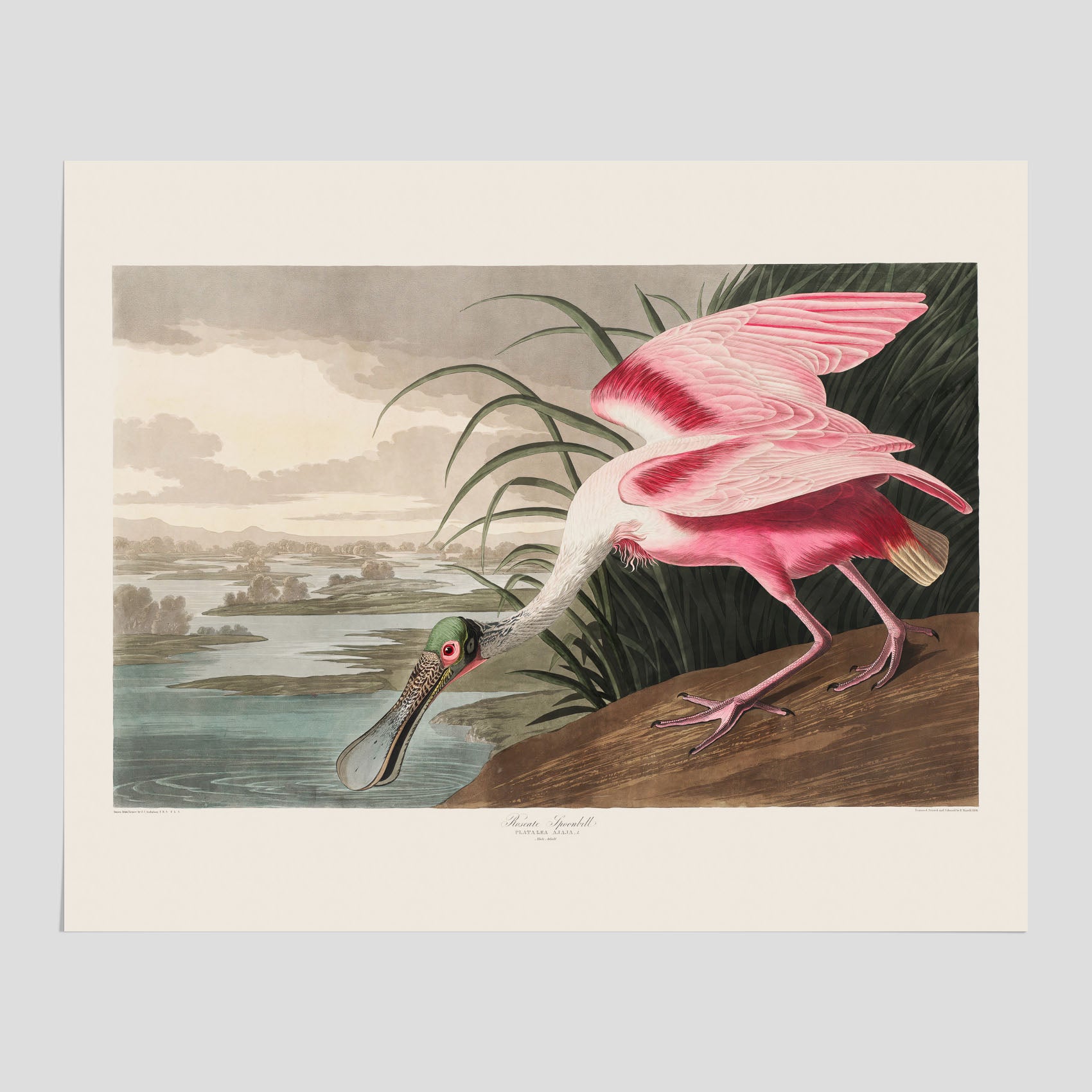 Tavla med en Rosenskedstork poster – Vintageposter med fågel