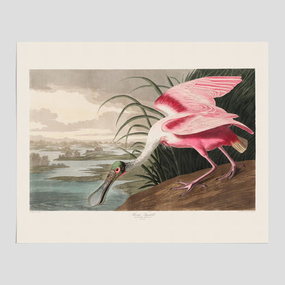Tavla med en Rosenskedstork poster – Vintageposter med fågel