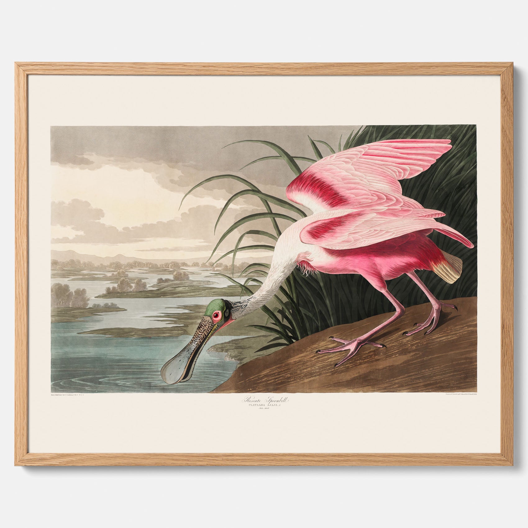 Tavla med en Rosenskedstork poster – Vintageposter med fågel