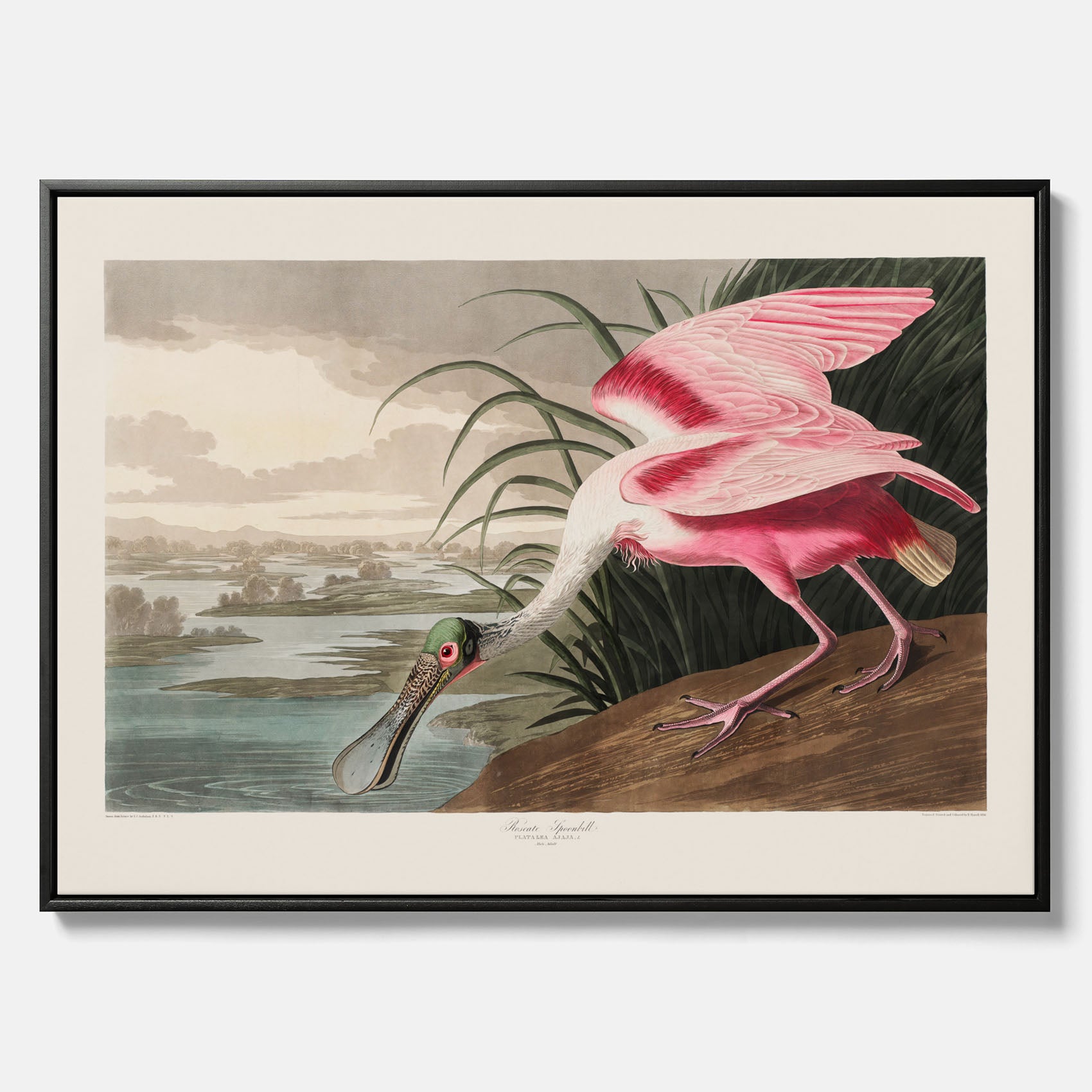 Canvastavla med en Rosenskedstork poster – Vintageposter med fågel