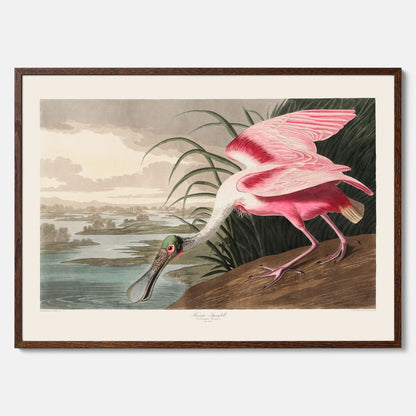 Tavla med en Rosenskedstork poster – Vintageposter med fågel