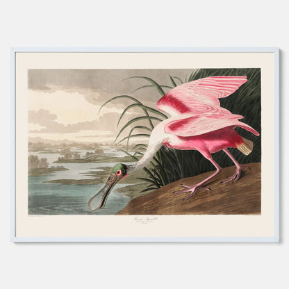 Tavla med en Rosenskedstork poster – Vintageposter med fågel