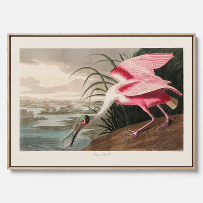 Canvastavla med en Rosenskedstork poster – Vintageposter med fågel