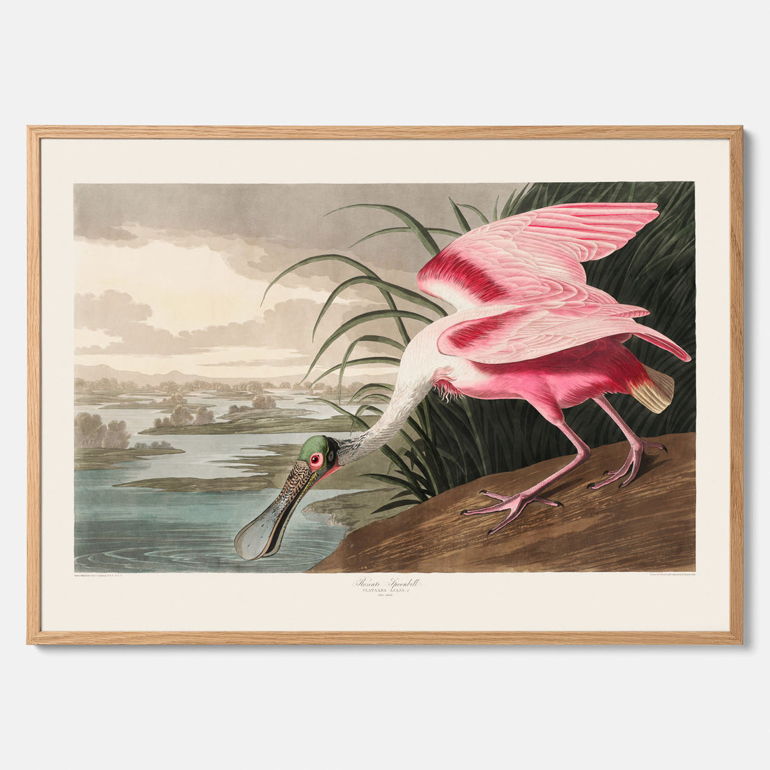 Tavla med en Rosenskedstork poster – Vintageposter med fågel