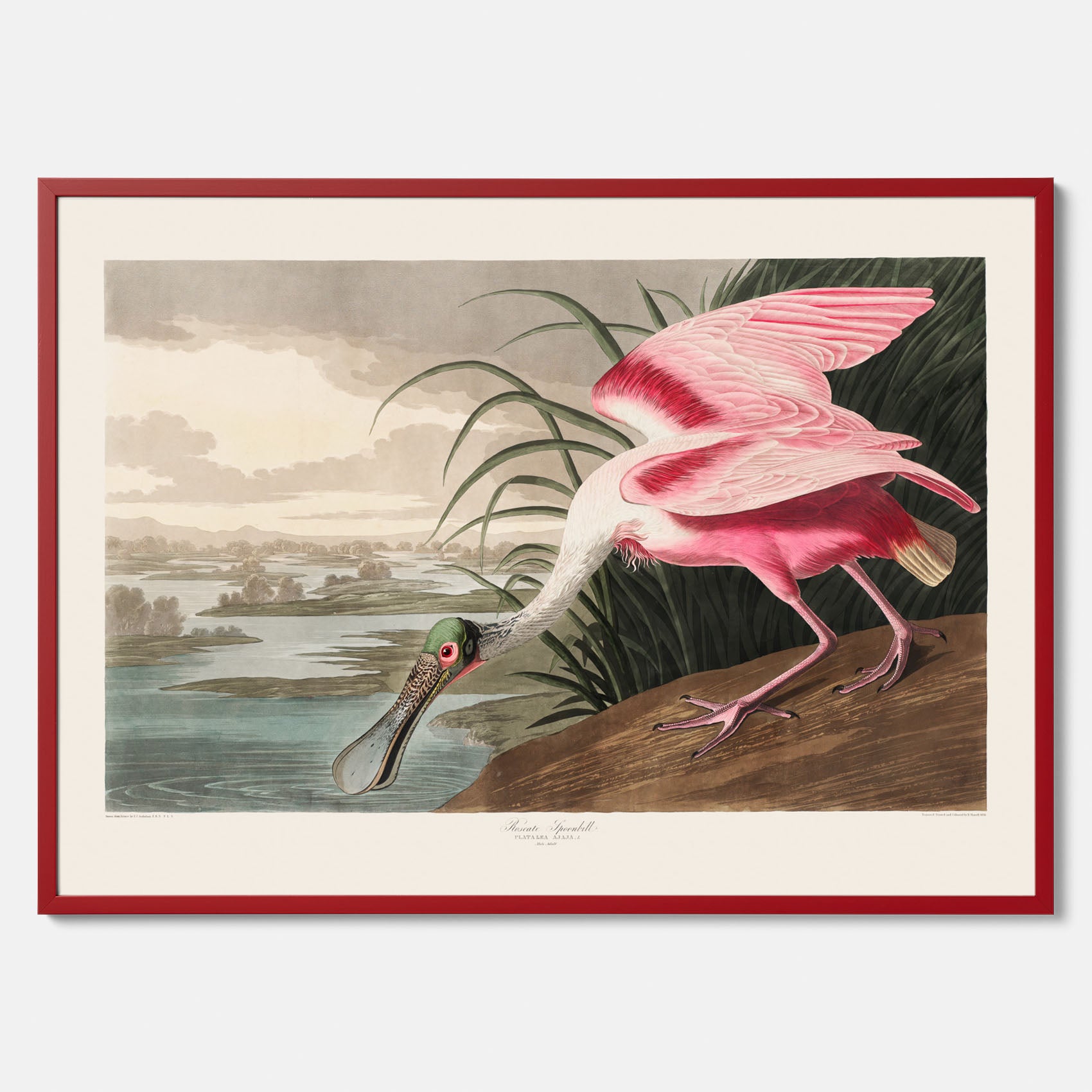 Tavla med en Rosenskedstork poster – Vintageposter med fågel