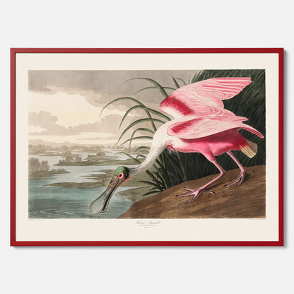 Tavla med en Rosenskedstork poster – Vintageposter med fågel