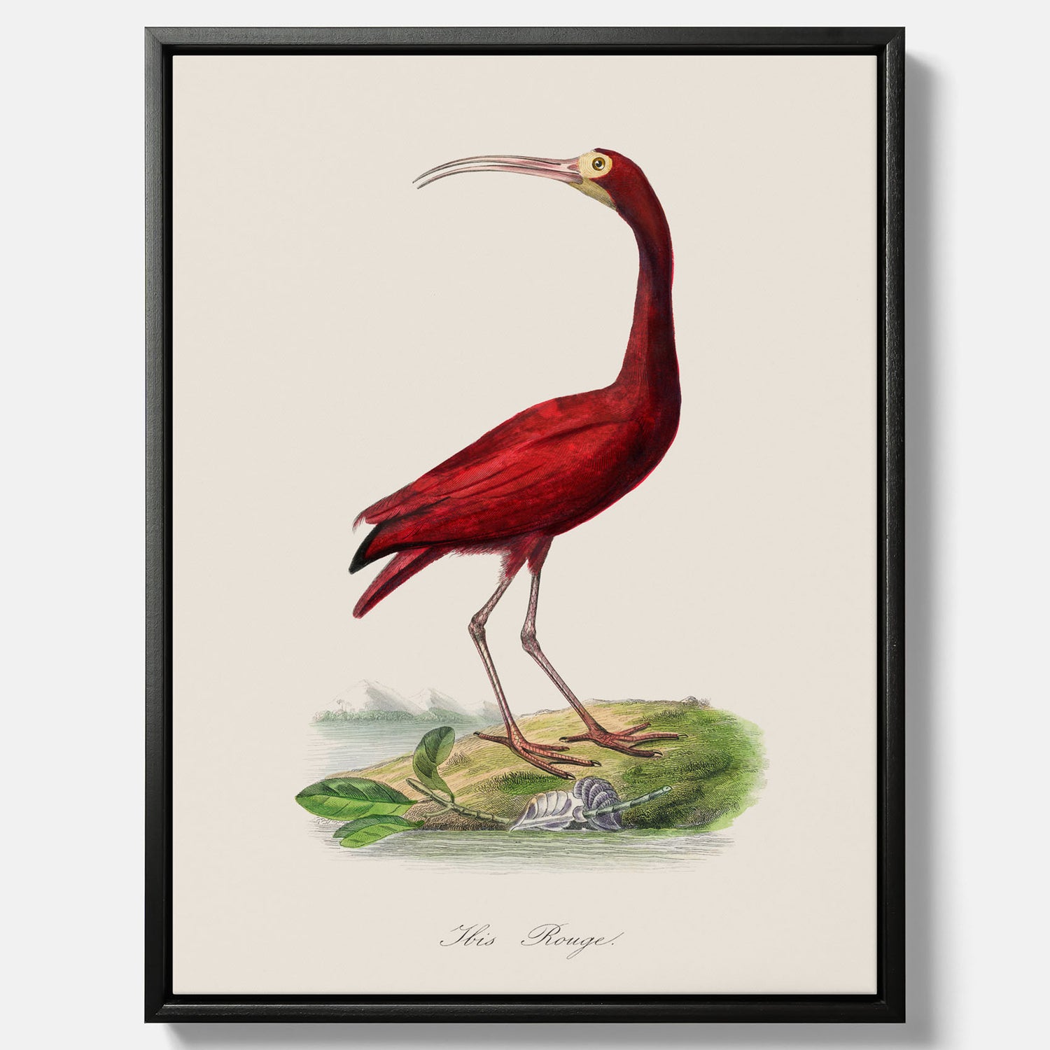 Canvastavla med en Röd ibis poster - Affisch och skolposter