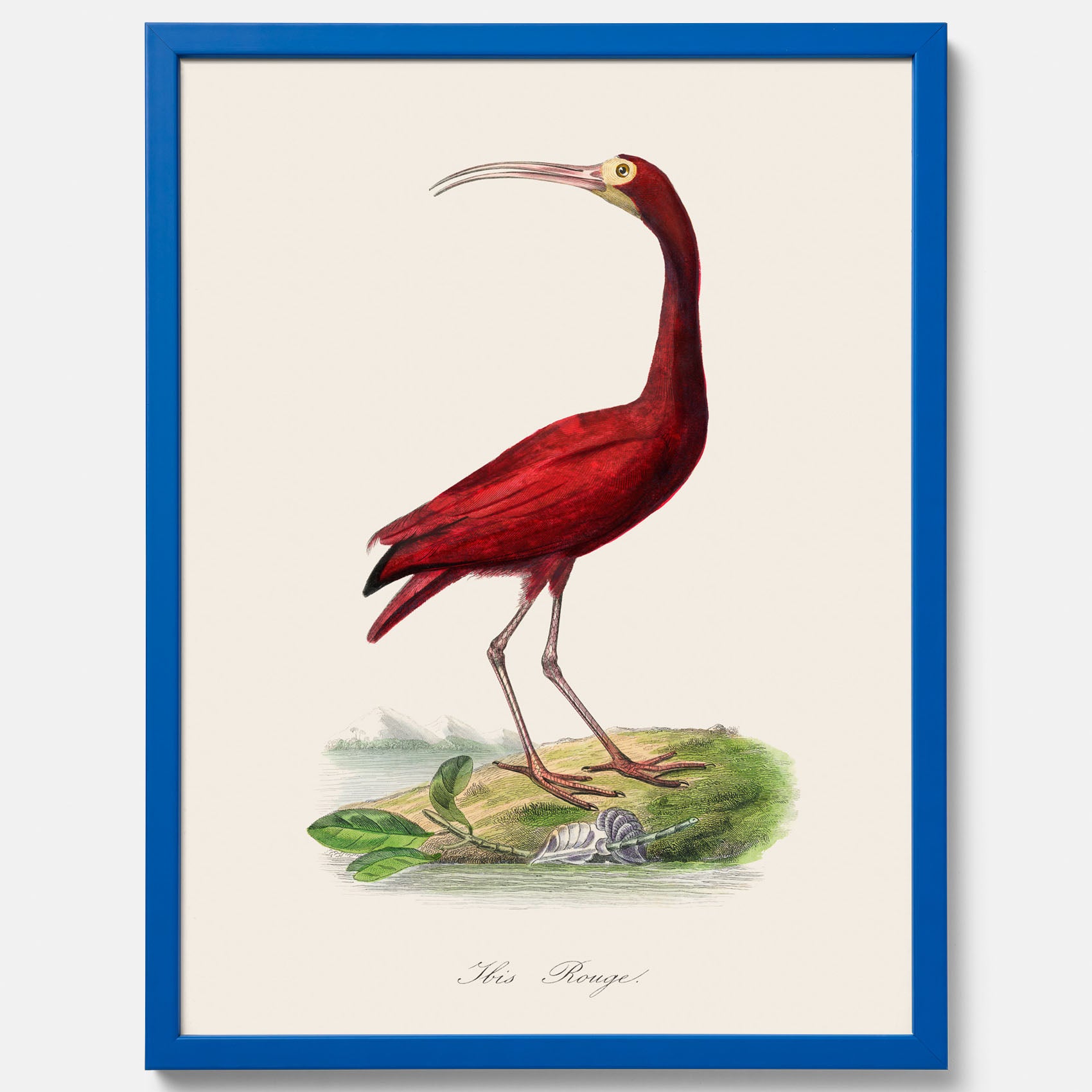 Tavla med en Röd ibis poster - Affisch och skolposter