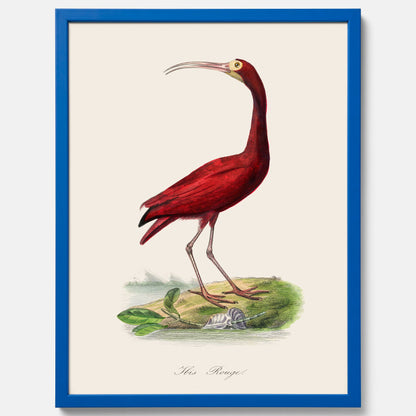 Tavla med en Röd ibis poster - Affisch och skolposter