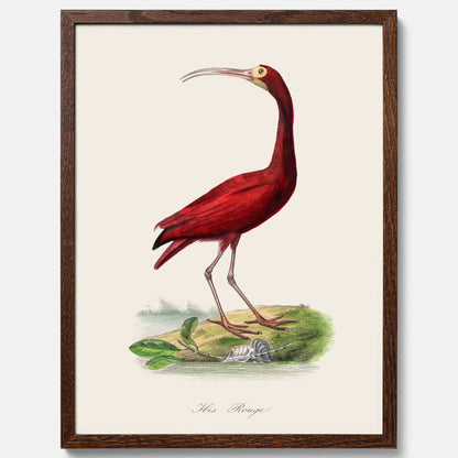 Tavla med en Röd ibis poster - Affisch och skolposter