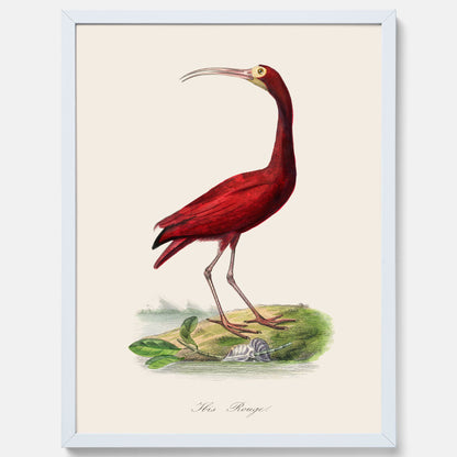 Tavla med en Röd ibis poster - Affisch och skolposter