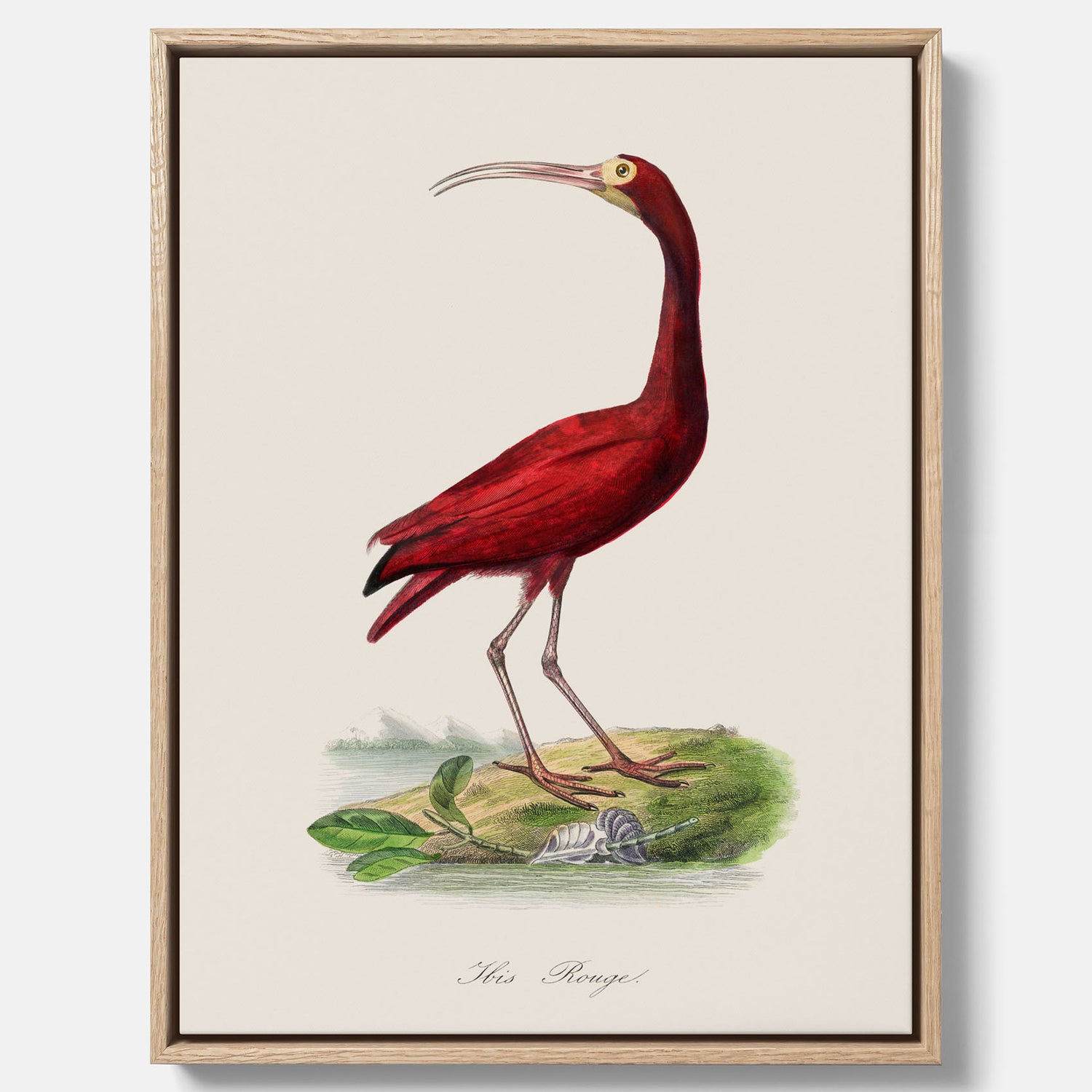 Canvastavla med en Röd ibis poster - Affisch och skolposter