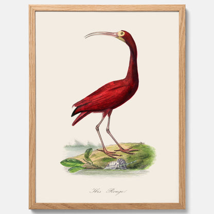 Tavla med en Röd ibis poster - Affisch och skolposter