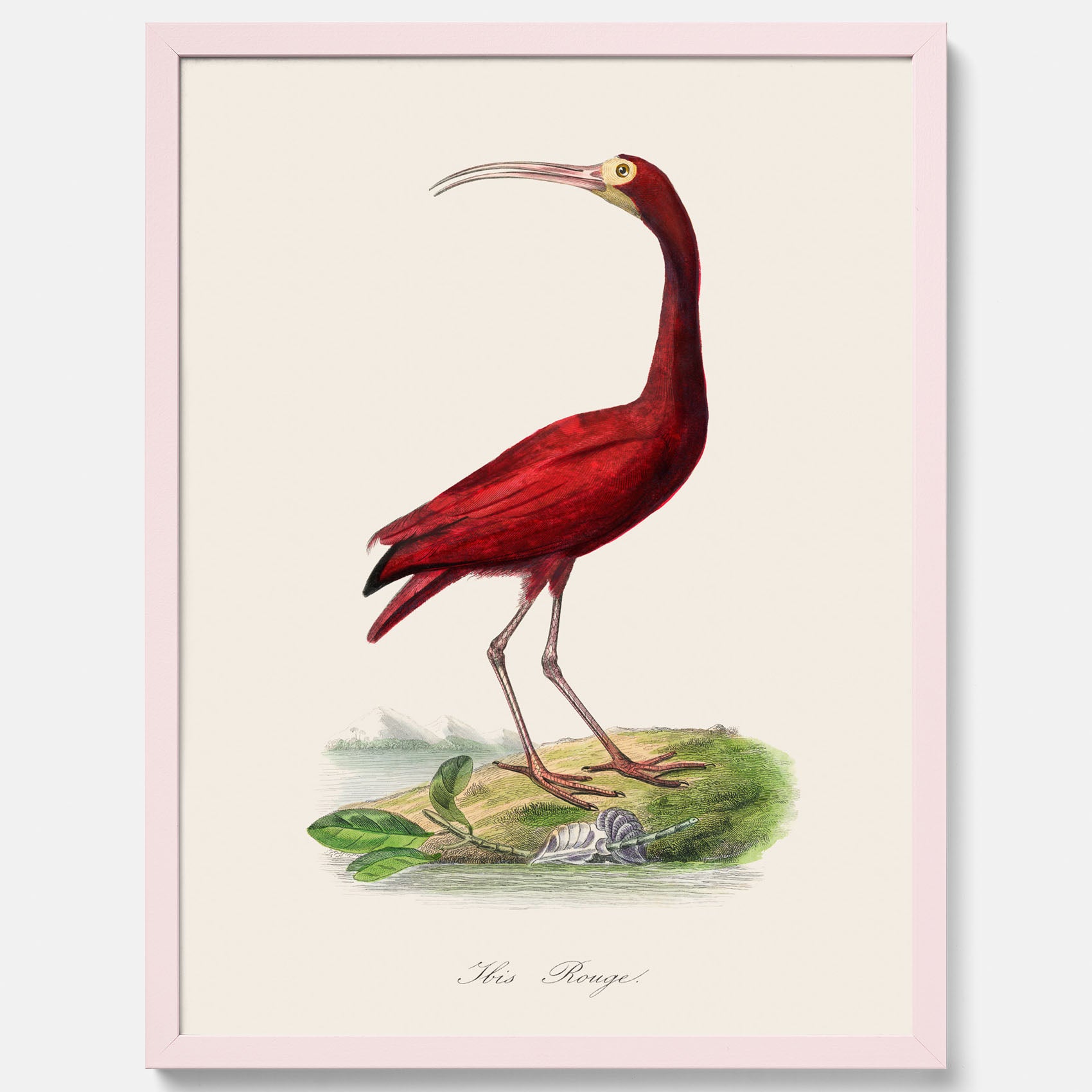 Tavla med en Röd ibis poster - Affisch och skolposter