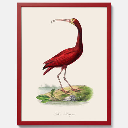 Tavla med en Röd ibis poster - Affisch och skolposter