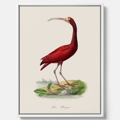 Canvastavla med en Röd ibis poster - Affisch och skolposter