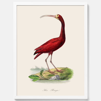 Tavla med en Röd ibis poster - Affisch och skolposter