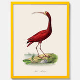 Tavla med en Röd ibis poster - Affisch och skolposter