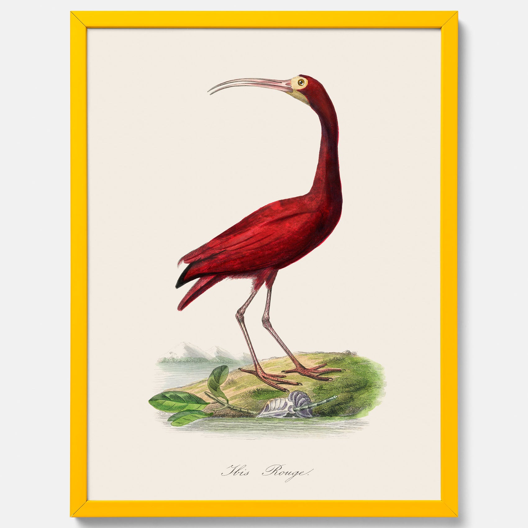 Tavla med en Röd ibis poster - Affisch och skolposter