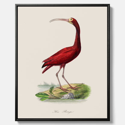 Canvastavla med en Röd ibis poster - Affisch och skolposter