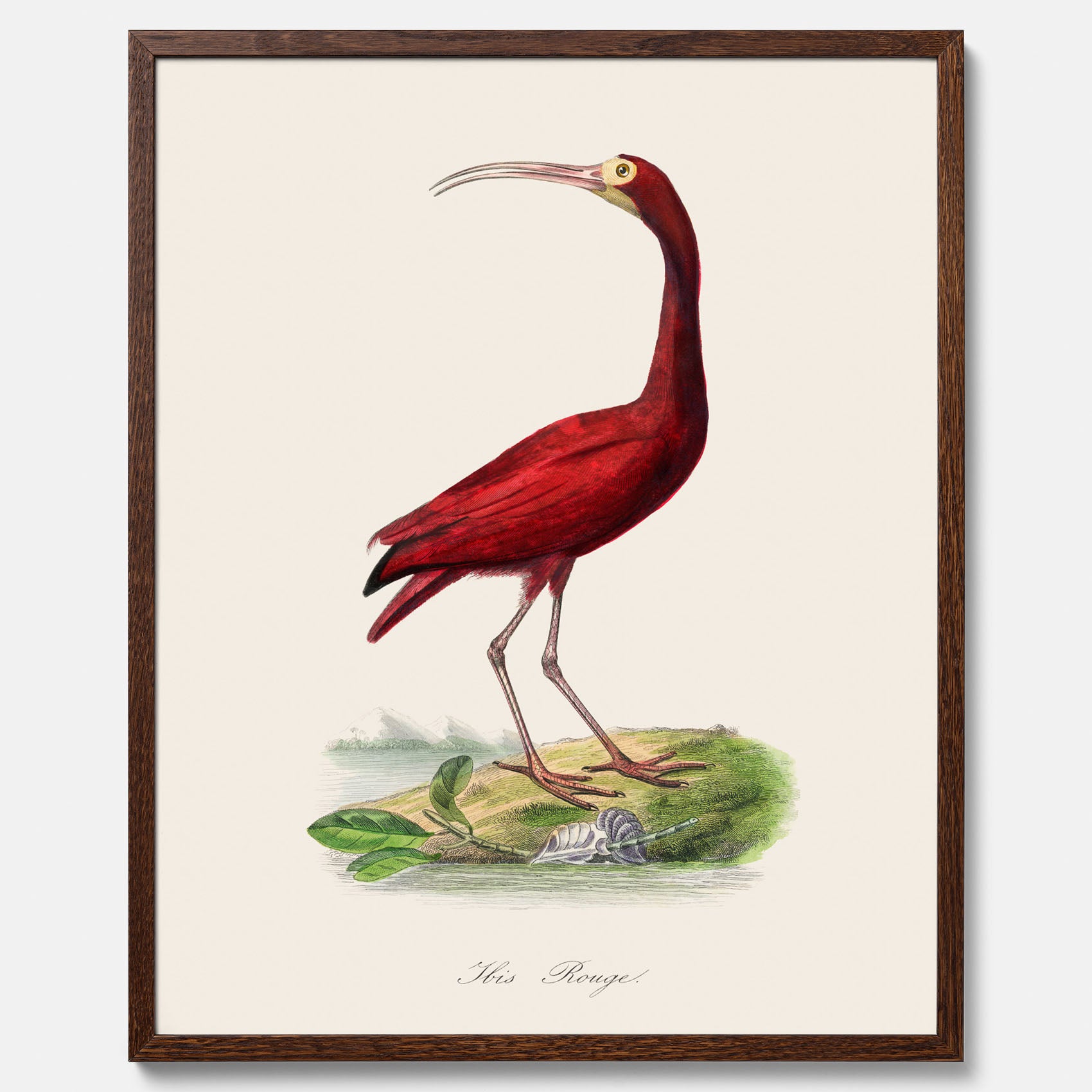 Tavla med en Röd ibis poster - Affisch och skolposter