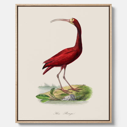 Canvastavla med en Röd ibis poster - Affisch och skolposter