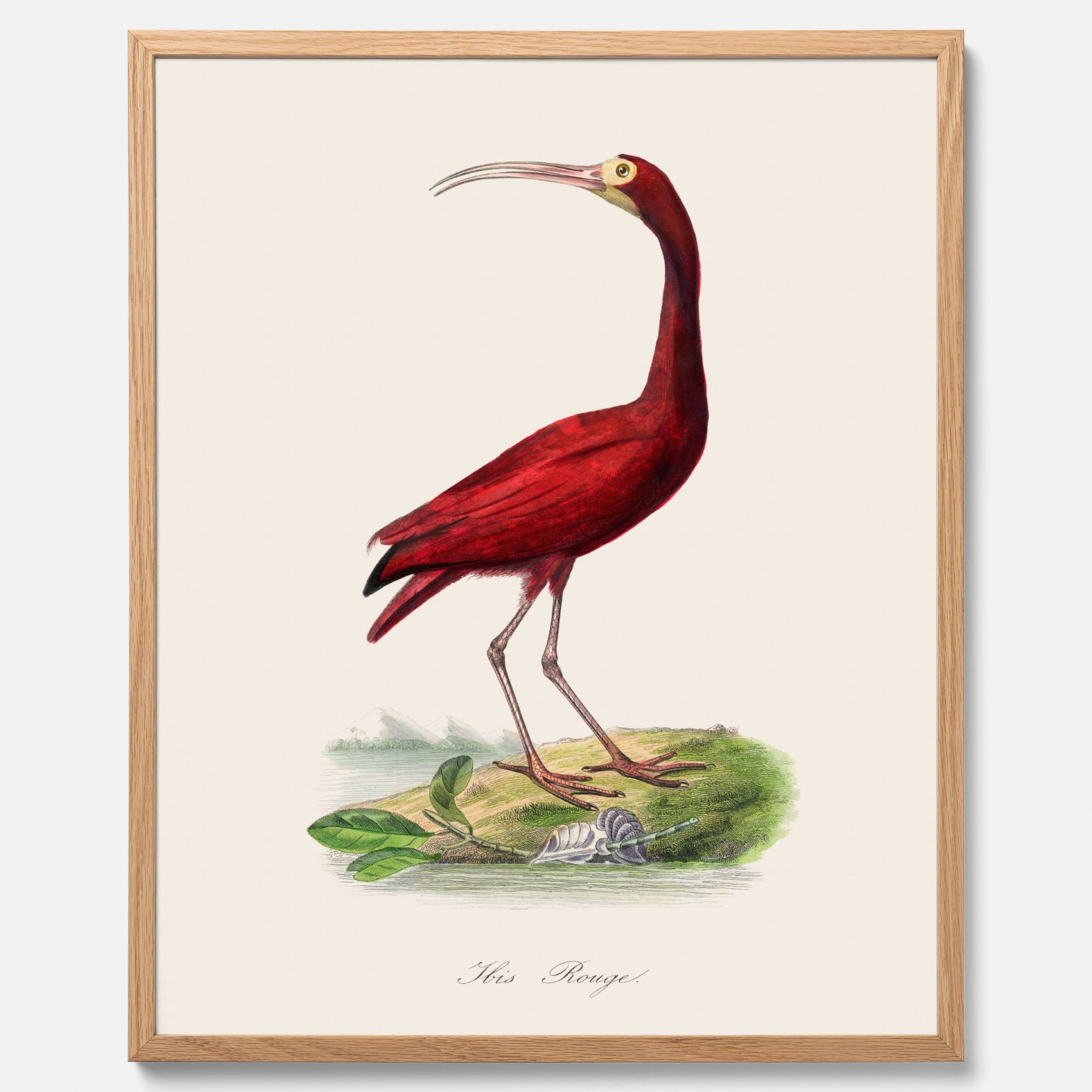 Tavla med en Röd ibis poster - Affisch och skolposter