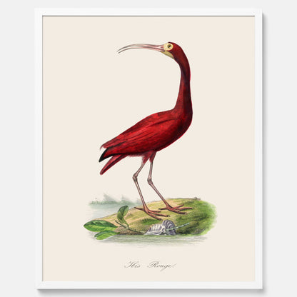 Tavla med en Röd ibis poster - Affisch och skolposter