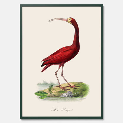 Tavla med en Röd ibis poster - Affisch och skolposter