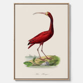 Canvastavla med en Röd ibis poster - Affisch och skolposter