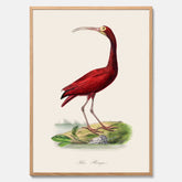 Tavla med en Röd ibis poster - Affisch och skolposter