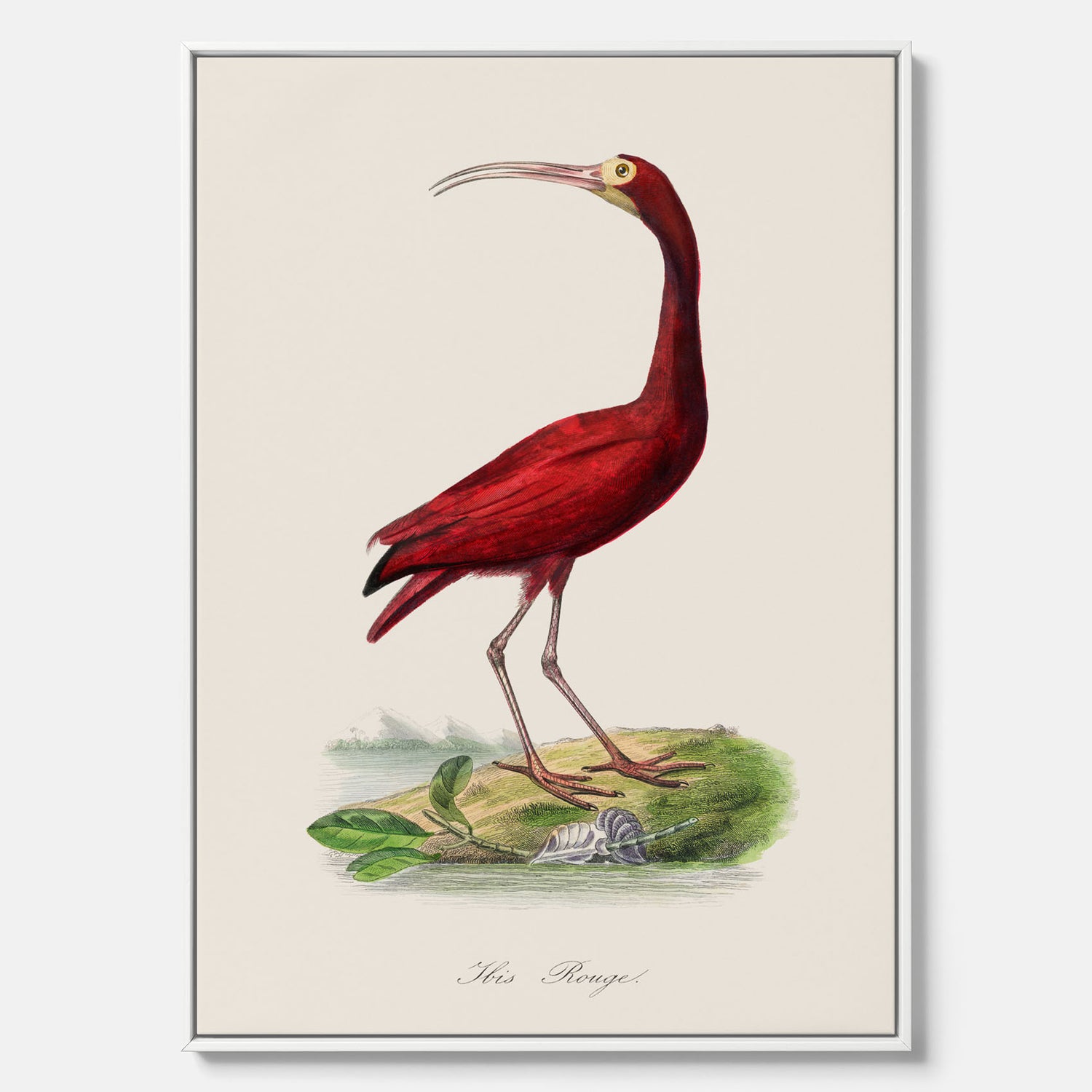 Canvastavla med en Röd ibis poster - Affisch och skolposter