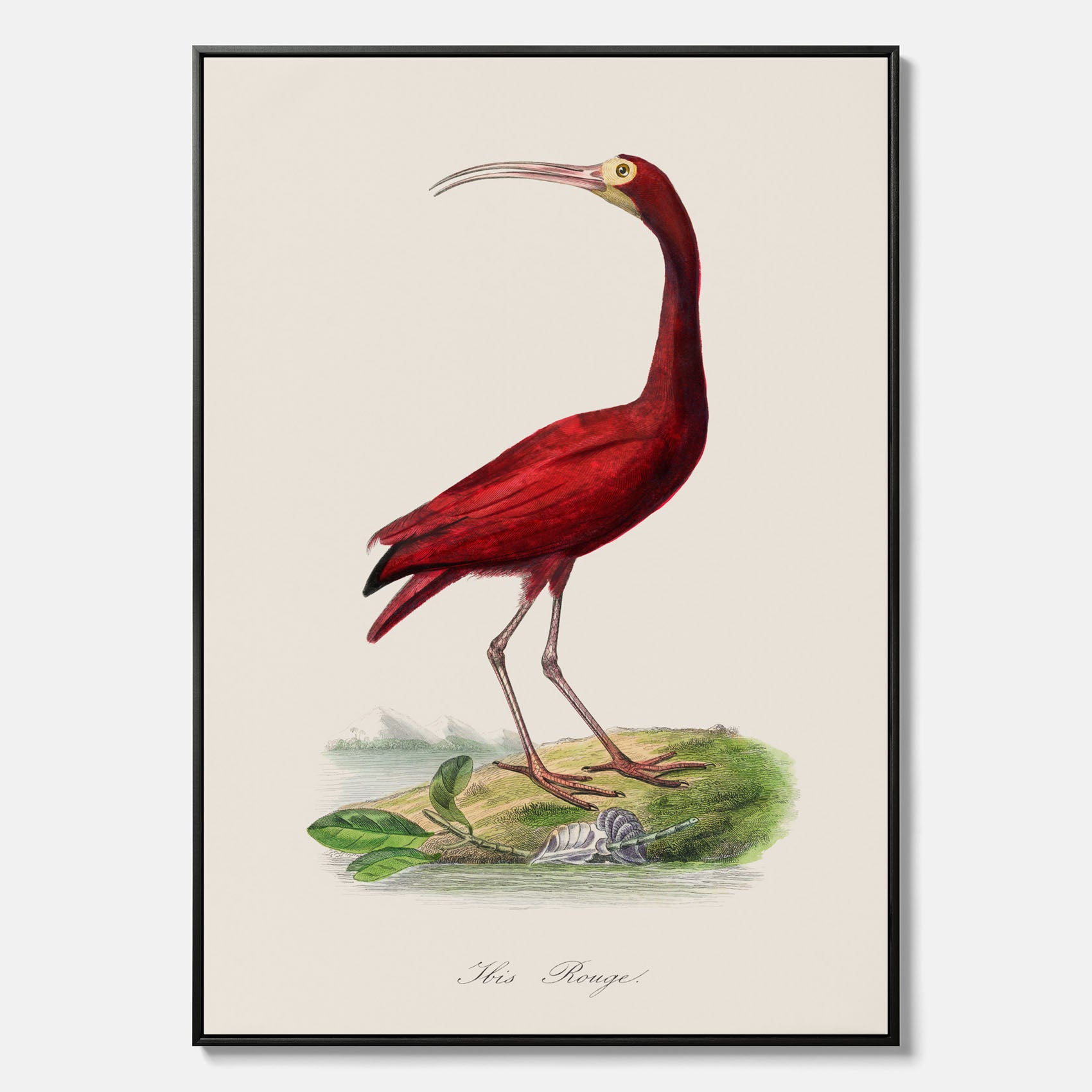 Canvastavla med en Röd ibis poster - Affisch och skolposter