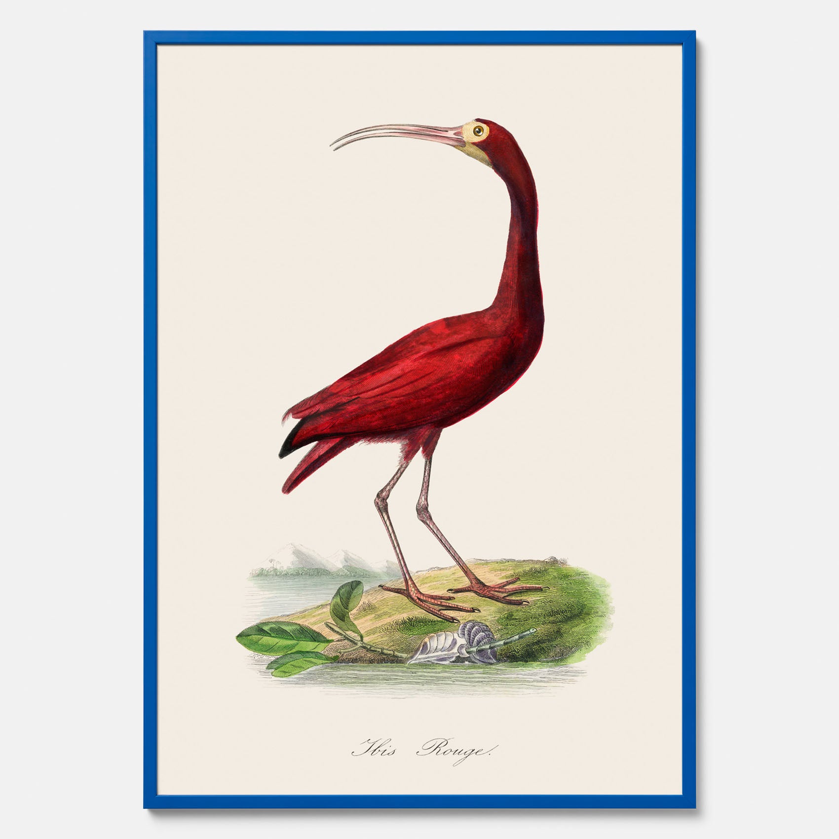 Tavla med en Röd ibis poster - Affisch och skolposter