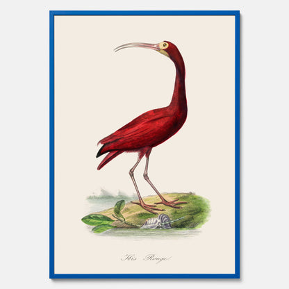 Tavla med en Röd ibis poster - Affisch och skolposter
