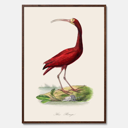 Tavla med en Röd ibis poster - Affisch och skolposter