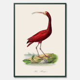 Tavla med en Röd ibis poster - Affisch och skolposter