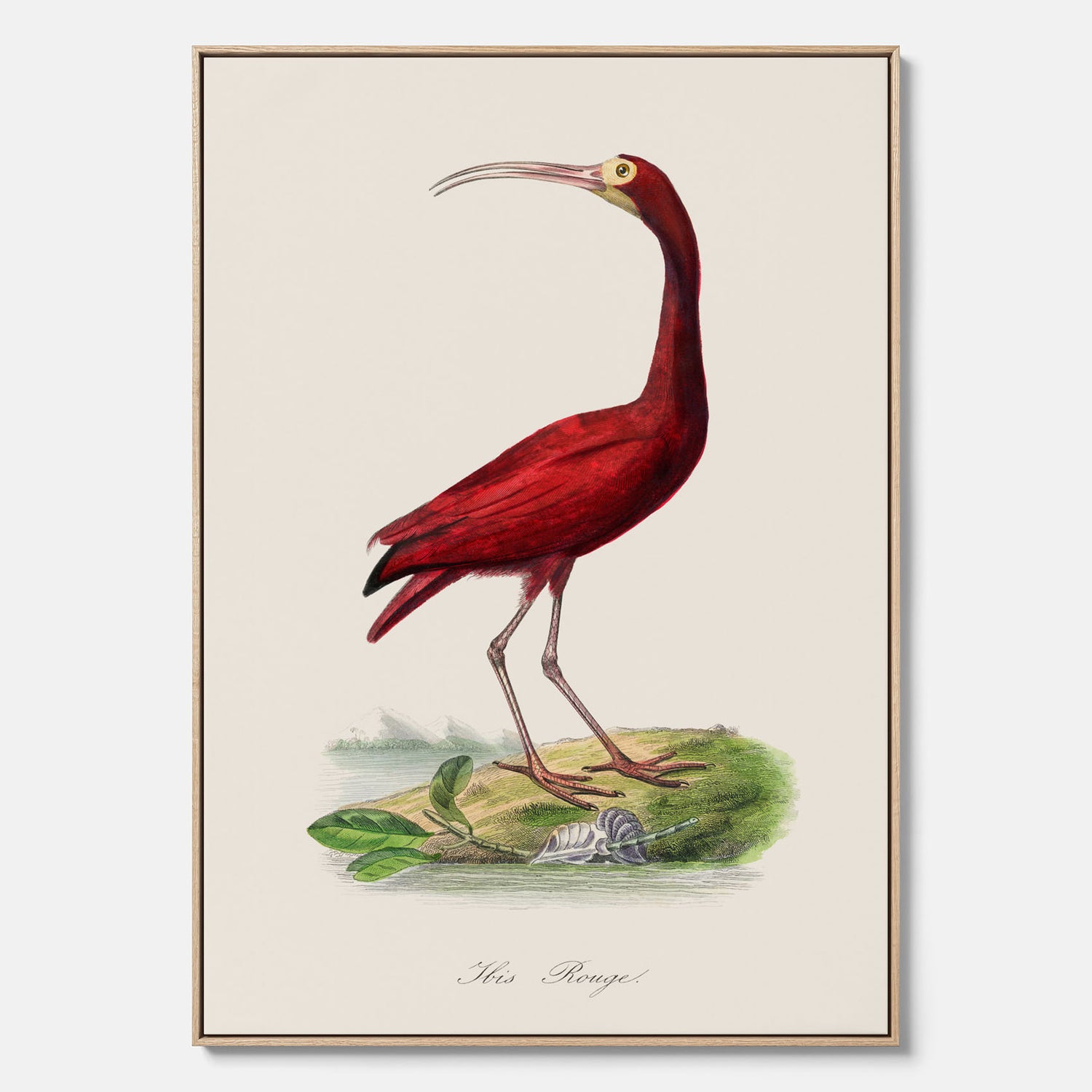 Canvastavla med en Röd ibis poster - Affisch och skolposter