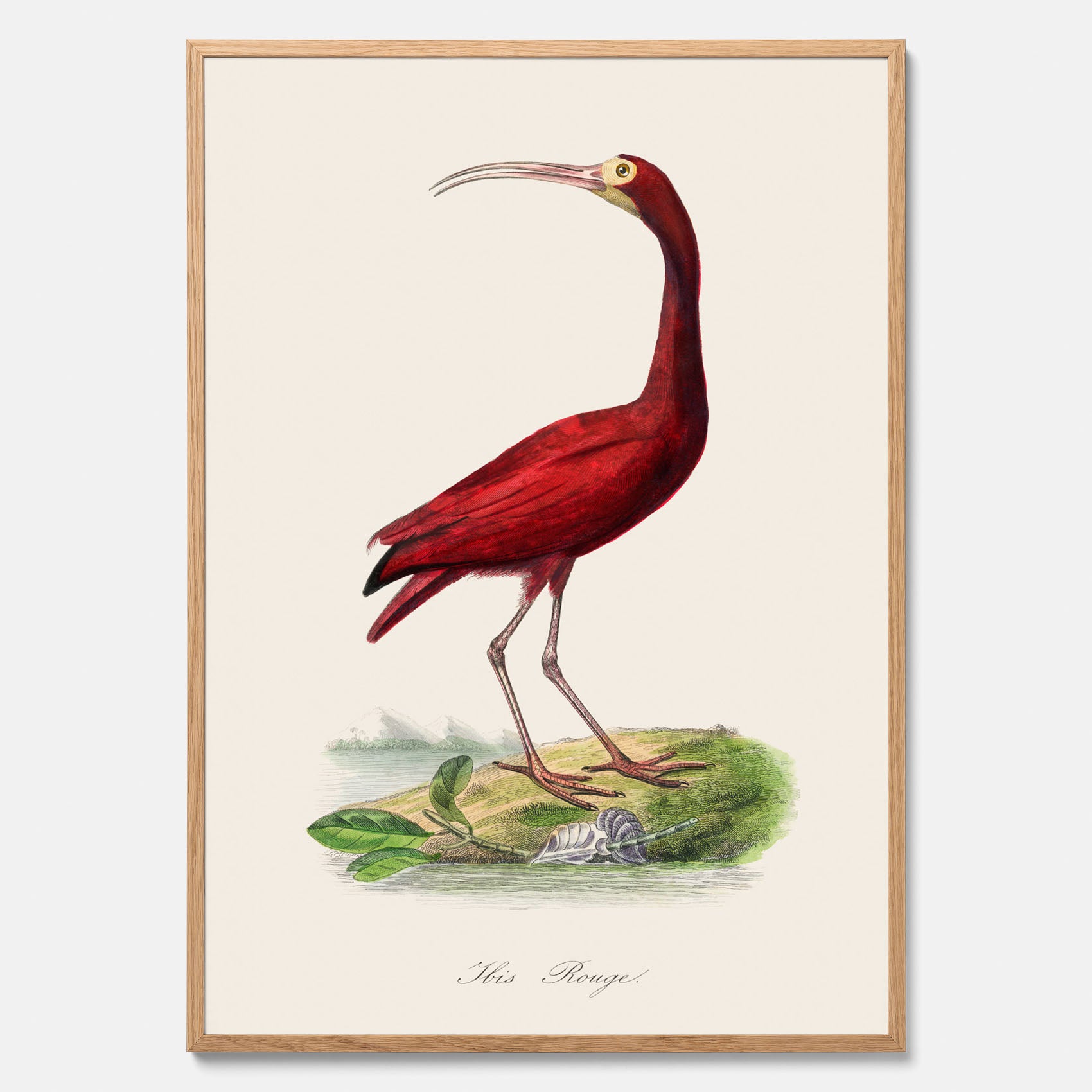 Tavla med en Röd ibis poster - Affisch och skolposter