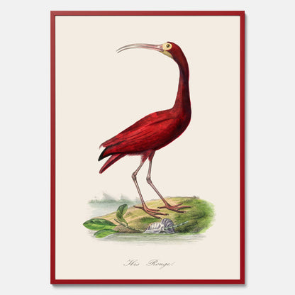 Tavla med en Röd ibis poster - Affisch och skolposter